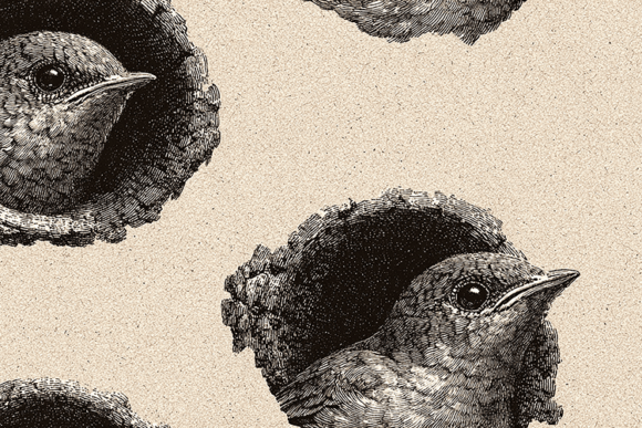 Vintage Engraved Bird Illustration Background: Timeless Elegance